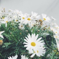 新永安國際虧損慘重內幕曝光！本人親身經歷揭露騙局！