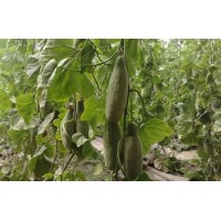 金壇甜瓜苗育苗廠 薄皮甜瓜苗批發基地