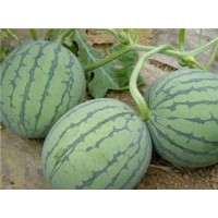 銅陵西瓜嫁接苗育苗基地 出售京欣西瓜苗