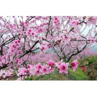 真相揭露欣鼎游資不正規(guī)內(nèi)幕！揭揭露騙局真相本人親身經(jīng)歷告誡