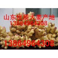 山東生姜種子批發價格