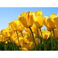 1號(hào)期權(quán)被騙虧損內(nèi)幕曝光!原因令人觸目驚心