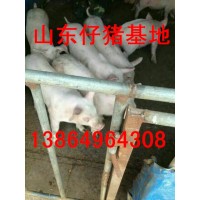 山東小豬多少錢一只