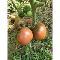 長(zhǎng)春育西紅柿苗廠(chǎng) 秋延大粉西紅柿苗