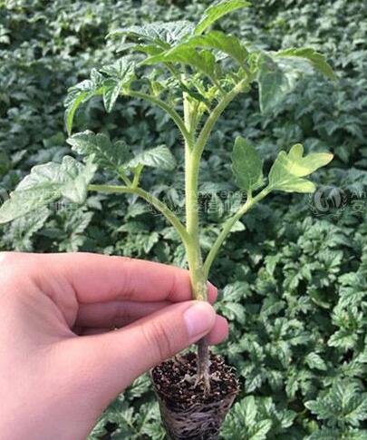 西紅柿苗32