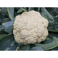 重慶育菜花苗基地 青梗有機(jī)松花菜苗