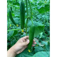 遂寧嫁接黃瓜苗基地 秋延黃瓜育苗廠(chǎng)家