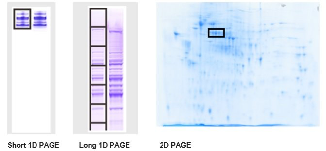 百泰派克2D SDS-PAGE示例 百泰派克2D SDS-PAGE示例
