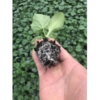 伊犁嫁接黃瓜苗批發(fā) 密刺大黃瓜苗基地