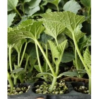 成安甜瓜苗基地 批發綠寶甜瓜苗羊角蜜廠