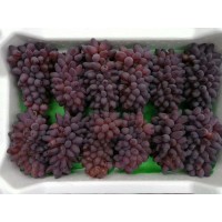 吉林 著色香葡萄苗_大量批發價格出售_基地直銷_坤朋苗圃