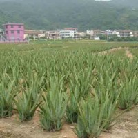 供應(yīng)庫(kù)拉索蘆薈種苗防輻射綠植盆栽