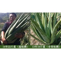 供應(yīng)庫(kù)拉索蘆薈美容院灌膚可食用老蘆薈