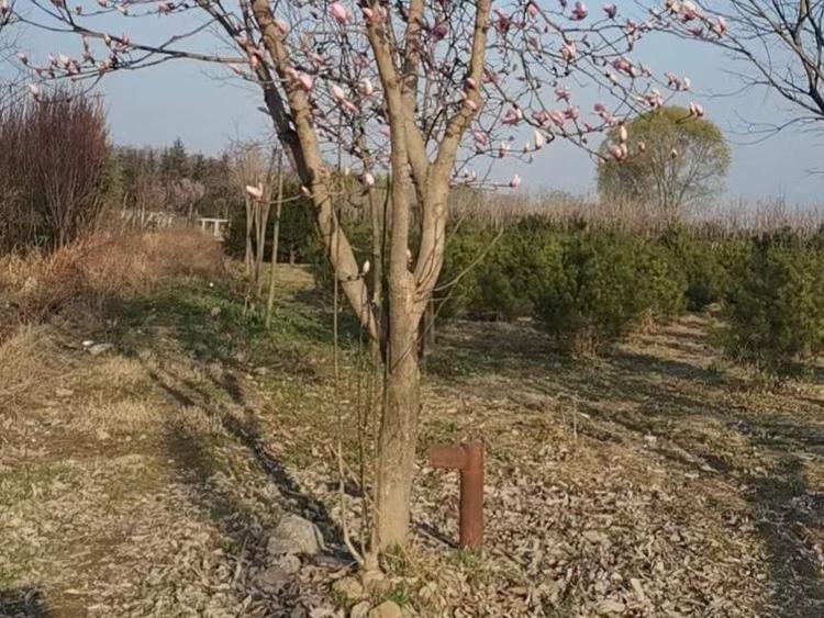 白玉蘭移植成活低的原因