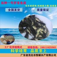 廣東供應(yīng)羅非魚苗