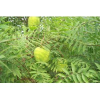 供應林昱宏文冠果樹