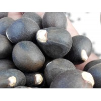 供應林昱宏文冠果種子