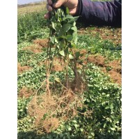 山西連翹苗-連翹苗產地批發藥用連翹苗-連翹苗價格